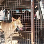 Uncage a Heart: Choose Adoption, Not Retail.